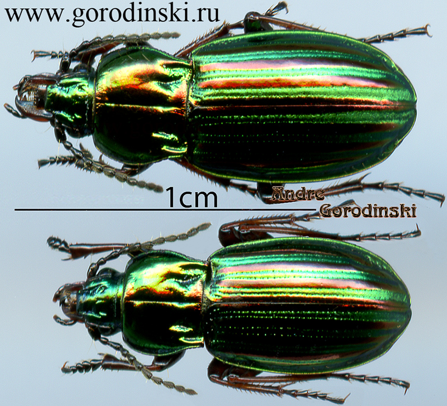 http://www.gorodinski.ru/carabidae/Aristochroa aba.jpg